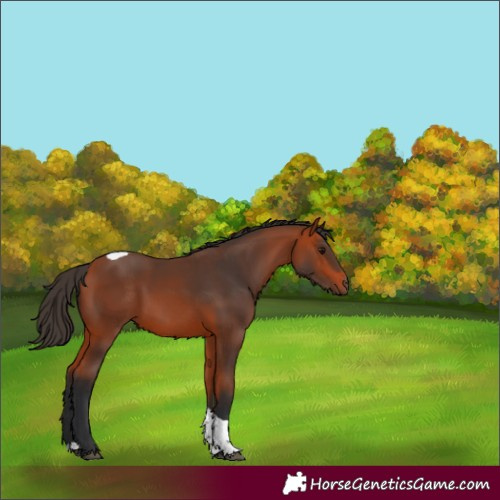 Horse Color:Bay Tobiano Rabicano 