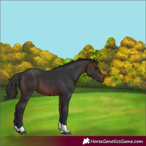 Horse Color:Brown Tobiano Rabicano 