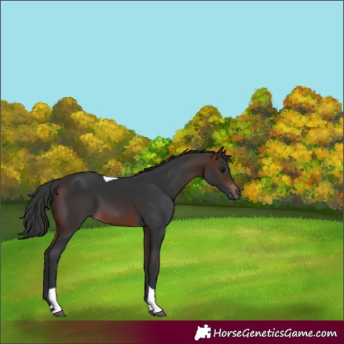 Horse Color:Brown Tobiano Rabicano 