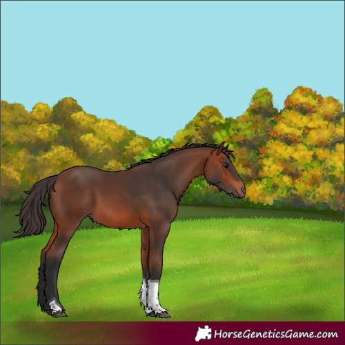 Horse Color:Bay Tobiano Rabicano 