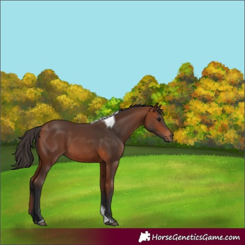 Horse Color:Bay Tobiano Rabicano 