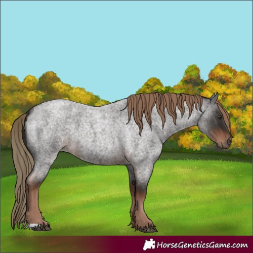 Horse Color:Liver Red Roan 