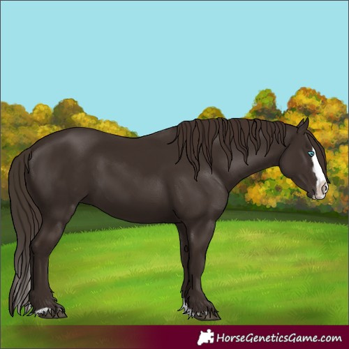 Horse Color:Liver Chestnut Splash 