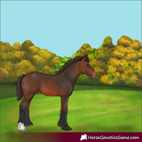 Horse Color:Unknown 