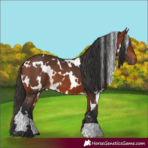 Horse Color:White Spotted Bay