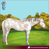 Horse Color:White Spotted Smoky Creme Sabino Rabicano