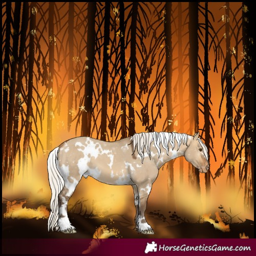Horse Color:White Spotted Silver Buckskin Dun Varnish 