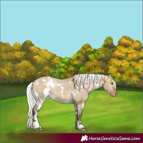 Horse Color:White Spotted Silver Buckskin Dun Appaloosa 