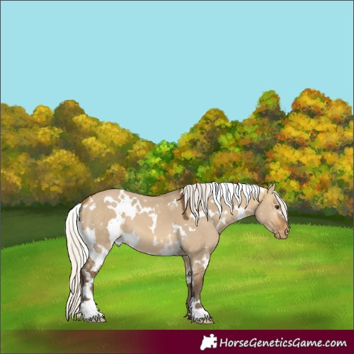 Horse Color:White Spotted Silver Buckskin Dun Appaloosa