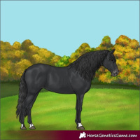 Horse Color:Black Appaloosa 