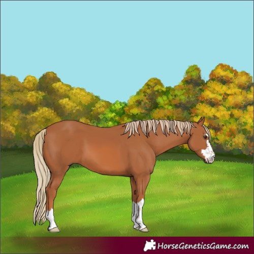 Horse Color:Chestnut 
