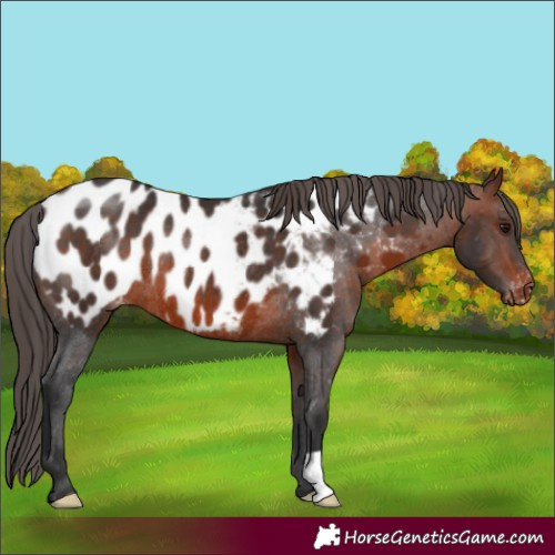 Horse Color:Brown Blanket Rabicano 