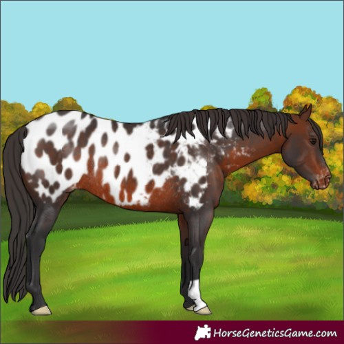 Horse Color:Brown Appaloosa Rabicano 