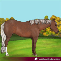 Horse Color:Silver Black