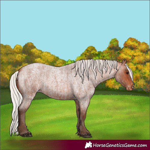 Horse Color:Silver Bay Roan Appaloosa and Silver Bay Roan Appaloosa
