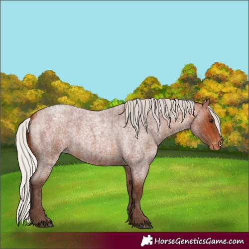 Horse Color:Silver Bay Roan Varnish  and Silver Bay Roan Varnish 