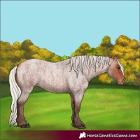 Horse Color:Silver Bay Roan Appaloosa and Silver Bay Roan Appaloosa