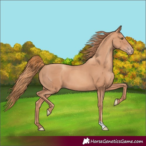 Horse Color:Gold Champagne 