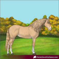 Horse Color:Red Dun Splash