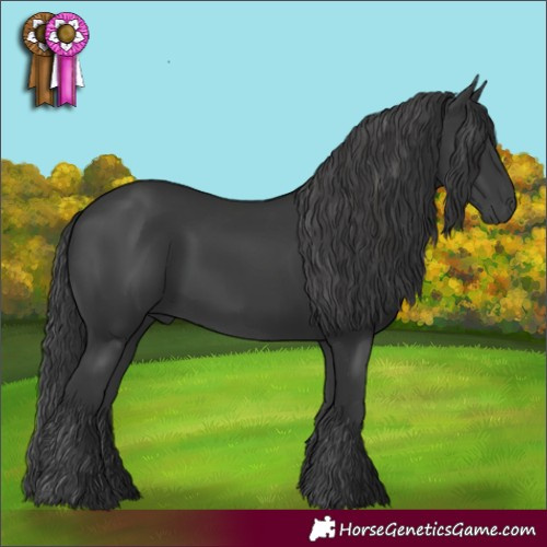 Horse Color:Black 