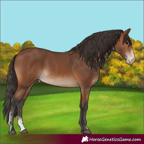 Horse Color:Bay Sabino Appaloosa