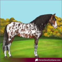 Horse Color:Bay Appaloosa  and Bay Splash Appaloosa 