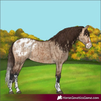 Horse Color:Bay Dun Appaloosa  and Bay Dun Splash Appaloosa 
