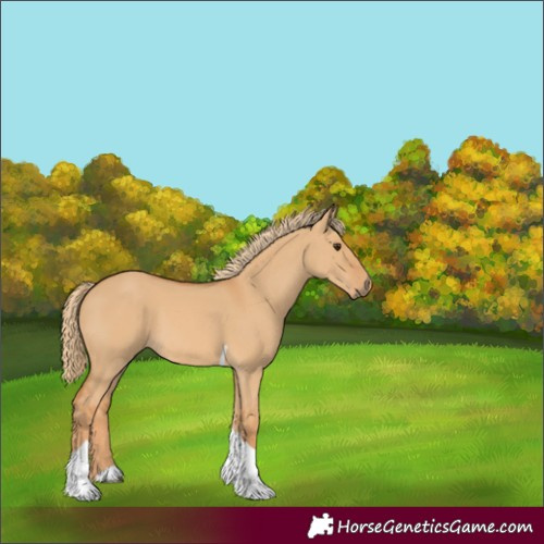 Horse Color:Unknown 