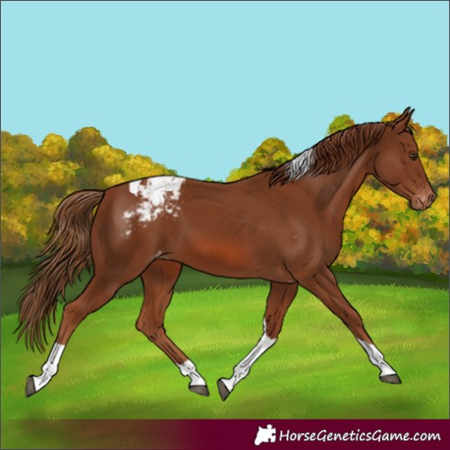 Horse Color:Chestnut Tobiano Appaloosa
