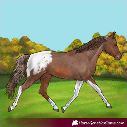 Horse Color:Chestnut Tobiano Appaloosa 