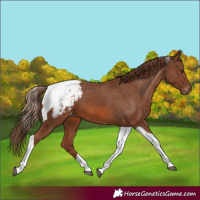 Horse Color:Chestnut Tobiano Snowcap