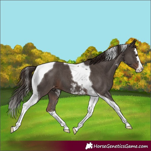 Horse Color:Liver Chestnut Sabino Splash Tobiano Appaloosa 