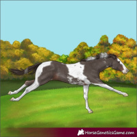 Horse Color:Liver Chestnut Sabino Splash Tobiano Appaloosa