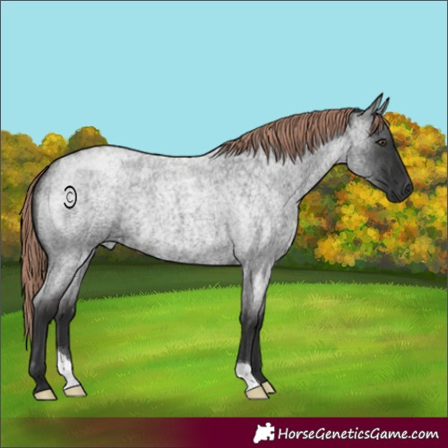 Horse Color:Liver Red Roan 