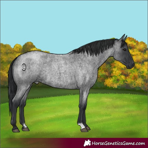 Horse Color:Blue Roan 