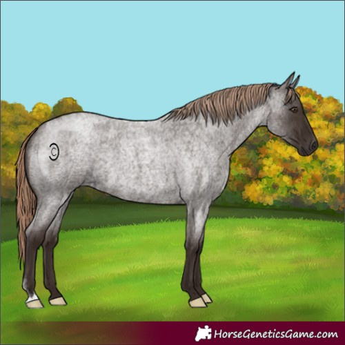 Horse Color:Liver Red Roan 