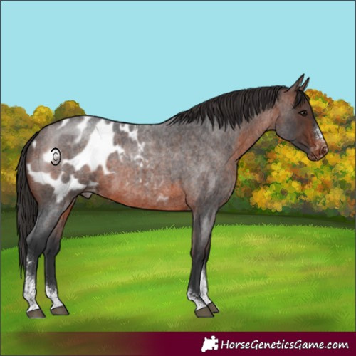 Horse Color:Brown Roan Sabino Blanket 