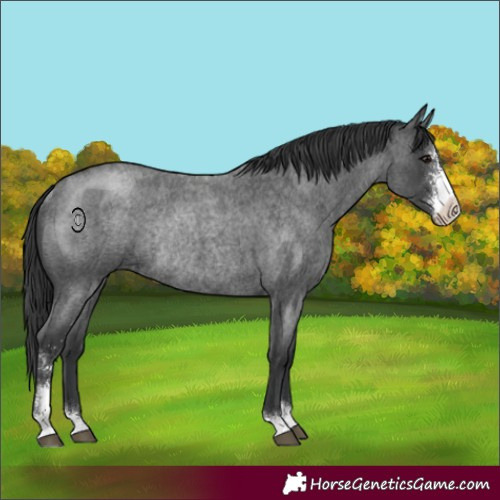 Horse Color:Blue Roan Sabino Rabicano 