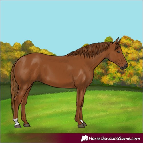 Horse Color:Gray Chestnut