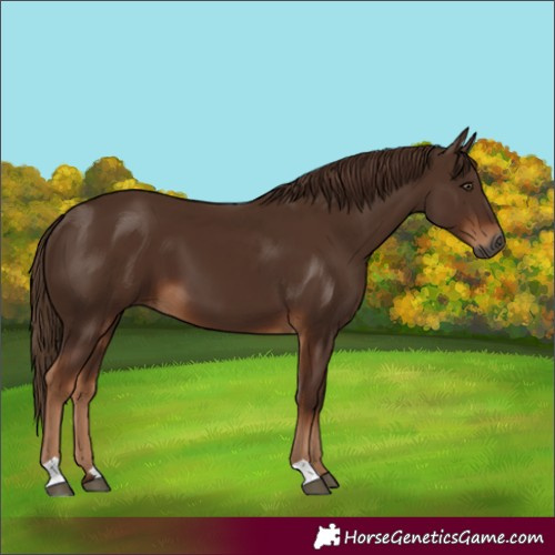 Horse Color:Gray Chestnut 