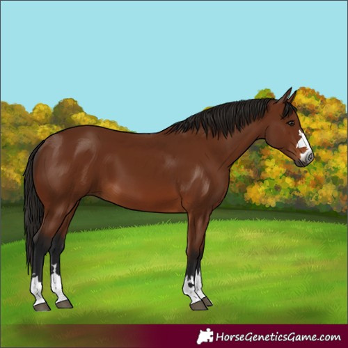 Horse Color:Gray Bay 
