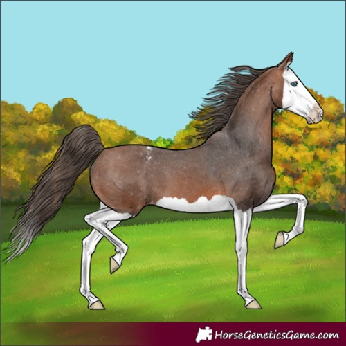 Horse Color:Bay Splash Snowcap 