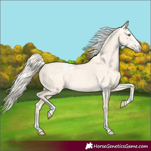 Horse Color:Gold Cream Champagne Dun Varnish 