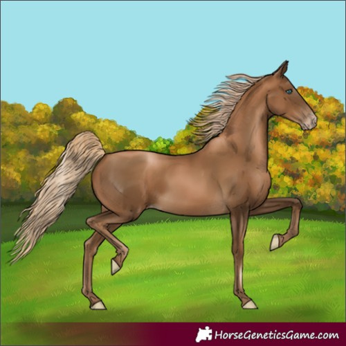 Horse Color:Gray White Spotted Chocolate Palomino Pearl 
