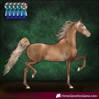 Horse Color:Gray White Spotted Chocolate Palomino Pearl