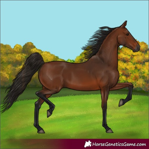 Horse Color:Gray White Spotted Bay 