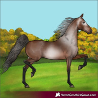 Horse Color:Gray White Spotted Bay 