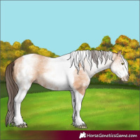 Horse Color:White Spotted Amber Champagne Tobiano