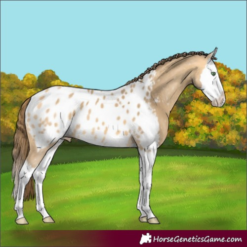 Horse Color:Amber Cream Champagne Splash Appaloosa