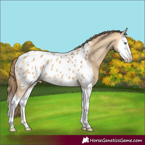 Horse Color:Amber Cream Champagne Splash Near Leopard 
